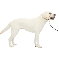 Collar Para Perro Suave de Conducción Con DVD Entrenamiento