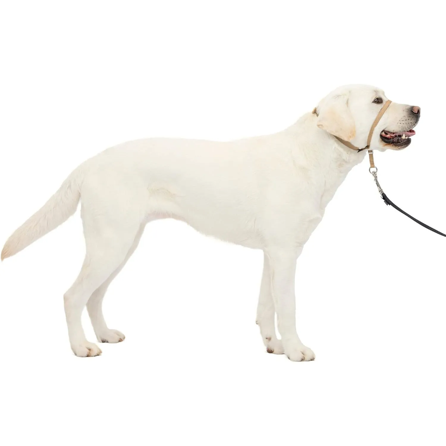 Collar Para Perro Suave de Conducción Con DVD Entrenamiento