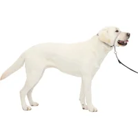 Collar Para Perro Suave de Conducción Con DVD Entrenamiento