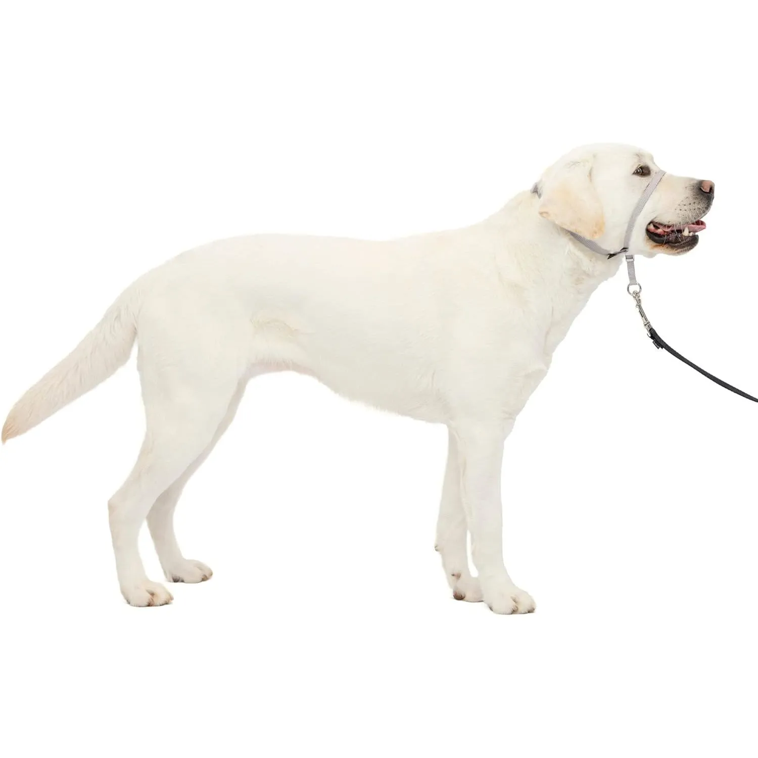 Collar Para Perro Suave de Conducción Con DVD Entrenamiento