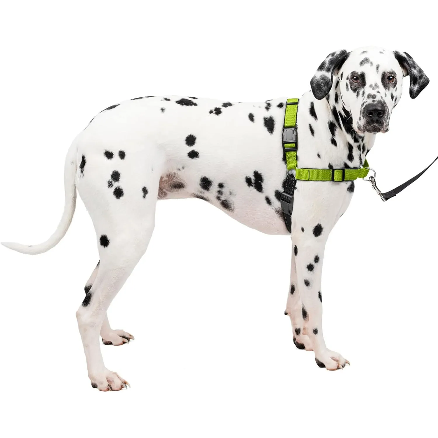 Arnés Para Perro De Adiestramiento Con Anillo Petsafe