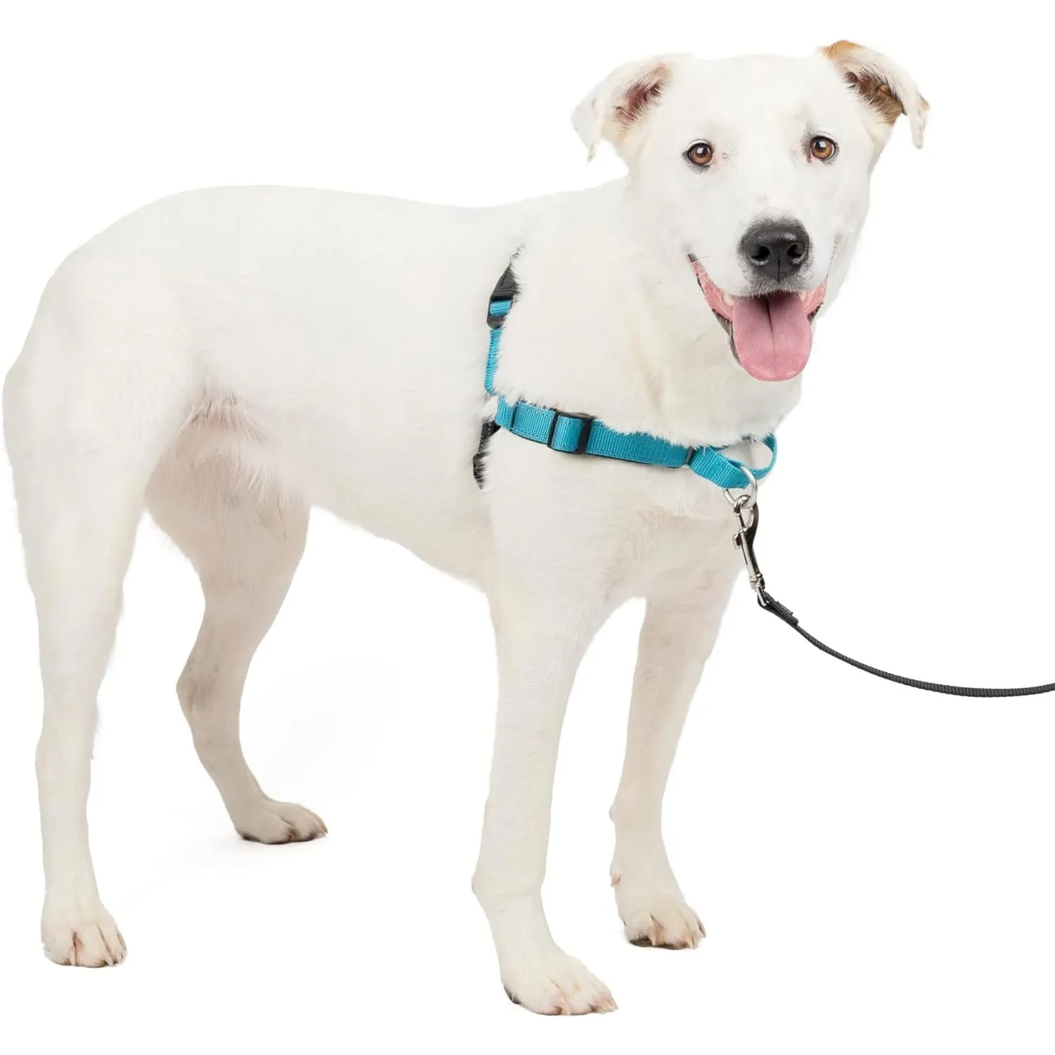 Arnés Para Perro De Adiestramiento Anti Tirones Petsafe 6