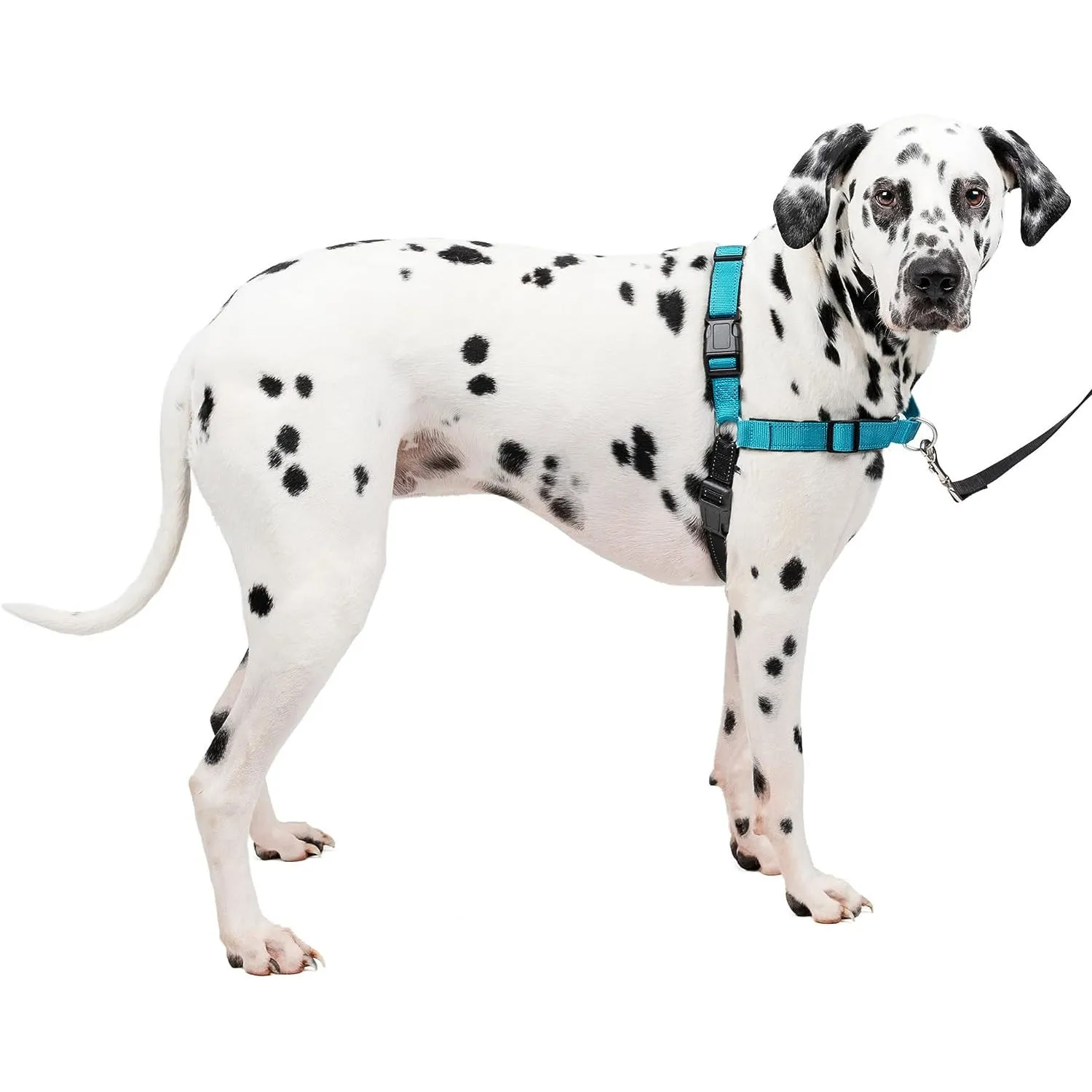 Arnés Para Perro Sin Tirones PetSafe Easy Walk Talla Grande Azul Rey 6