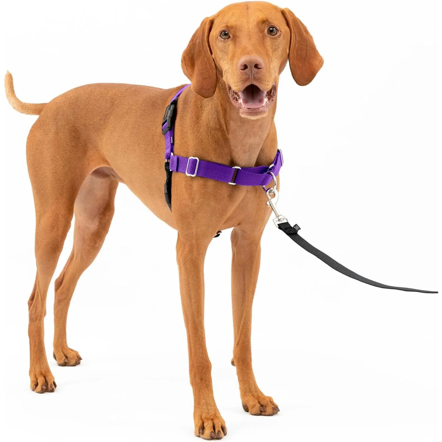 Arnés Para Perro De Paseo Fácil  M Púrpura Petsafe