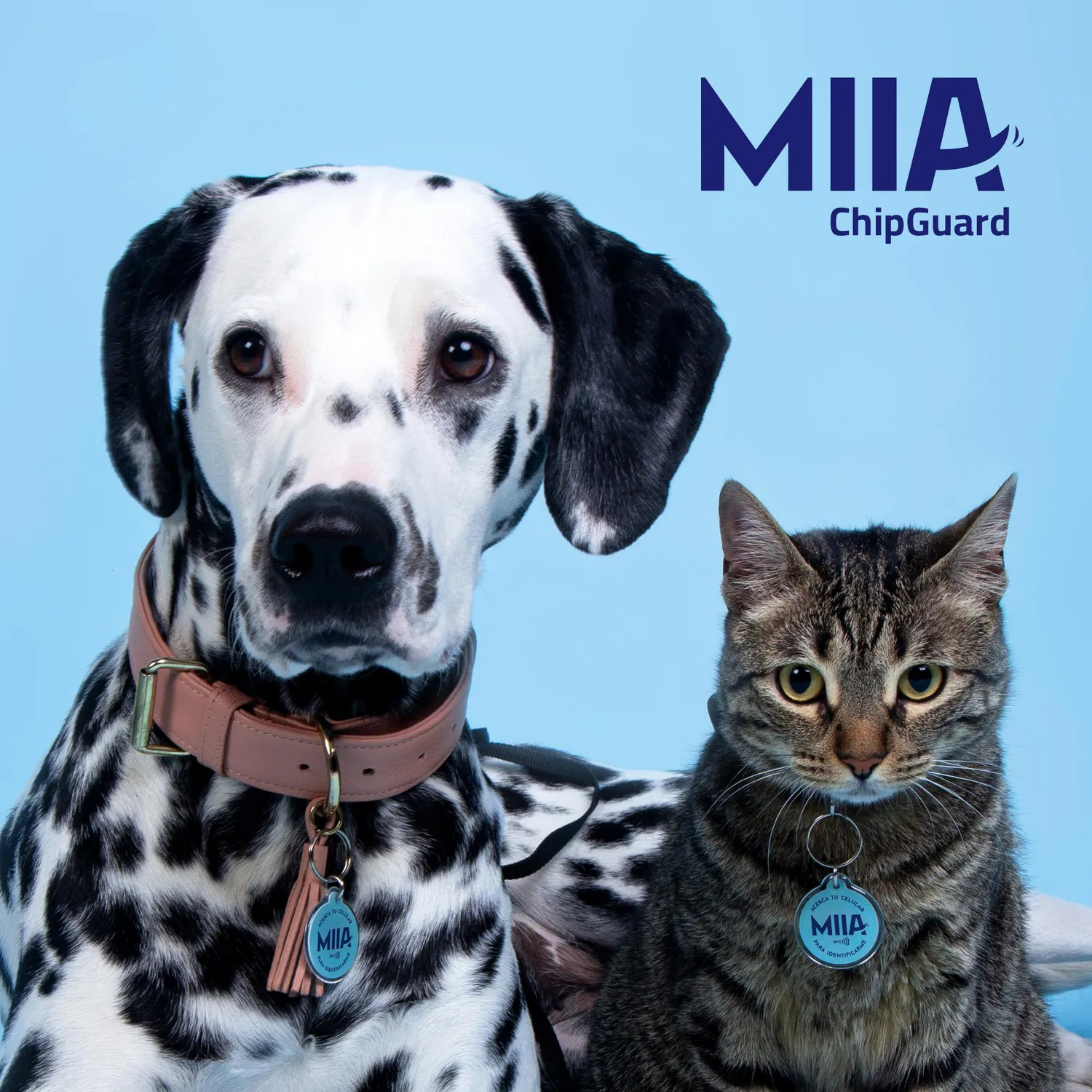 Chip Para Mascota Anti Extravío 3