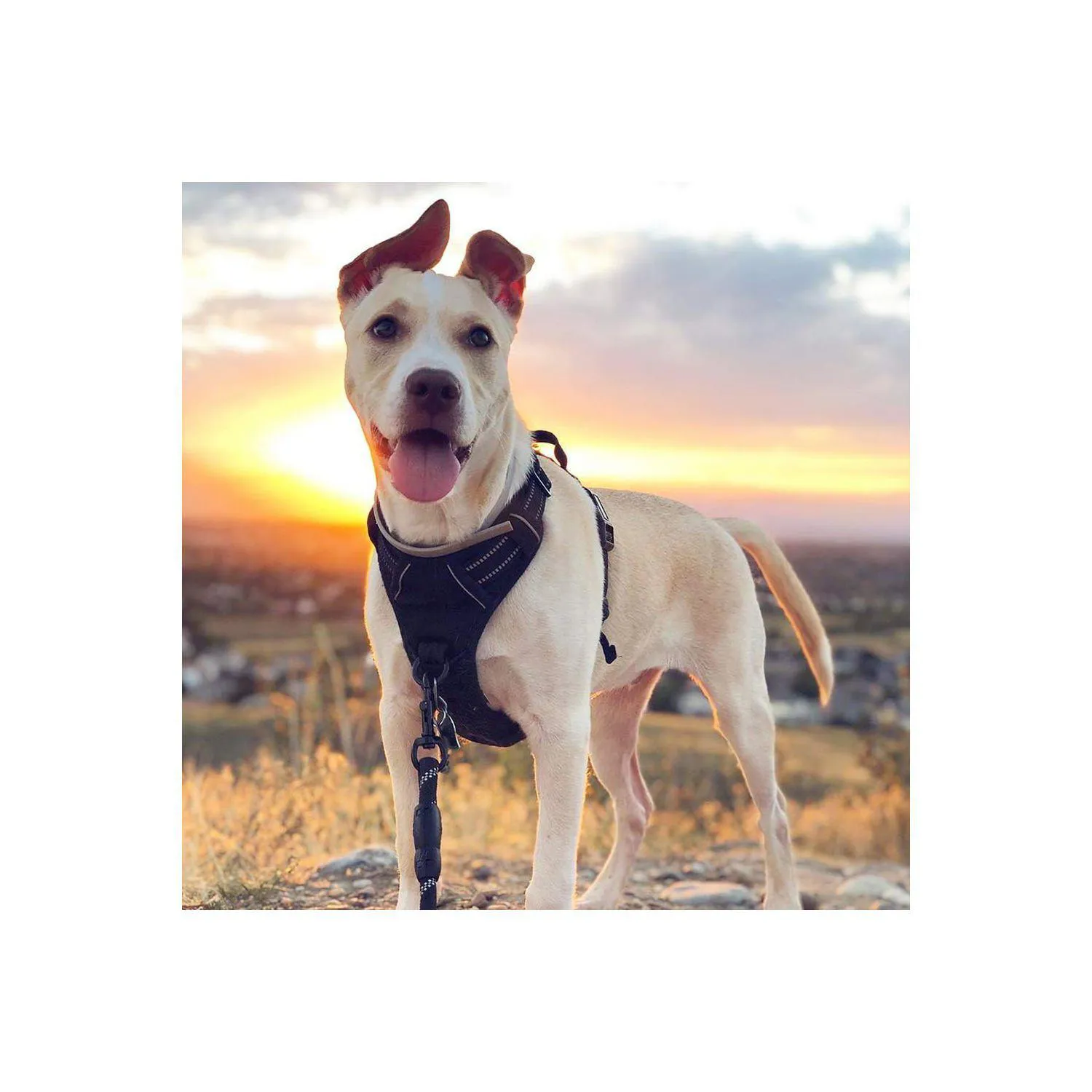 Arnés No-Pull Ajustable para Perros Rabbitgoo 9