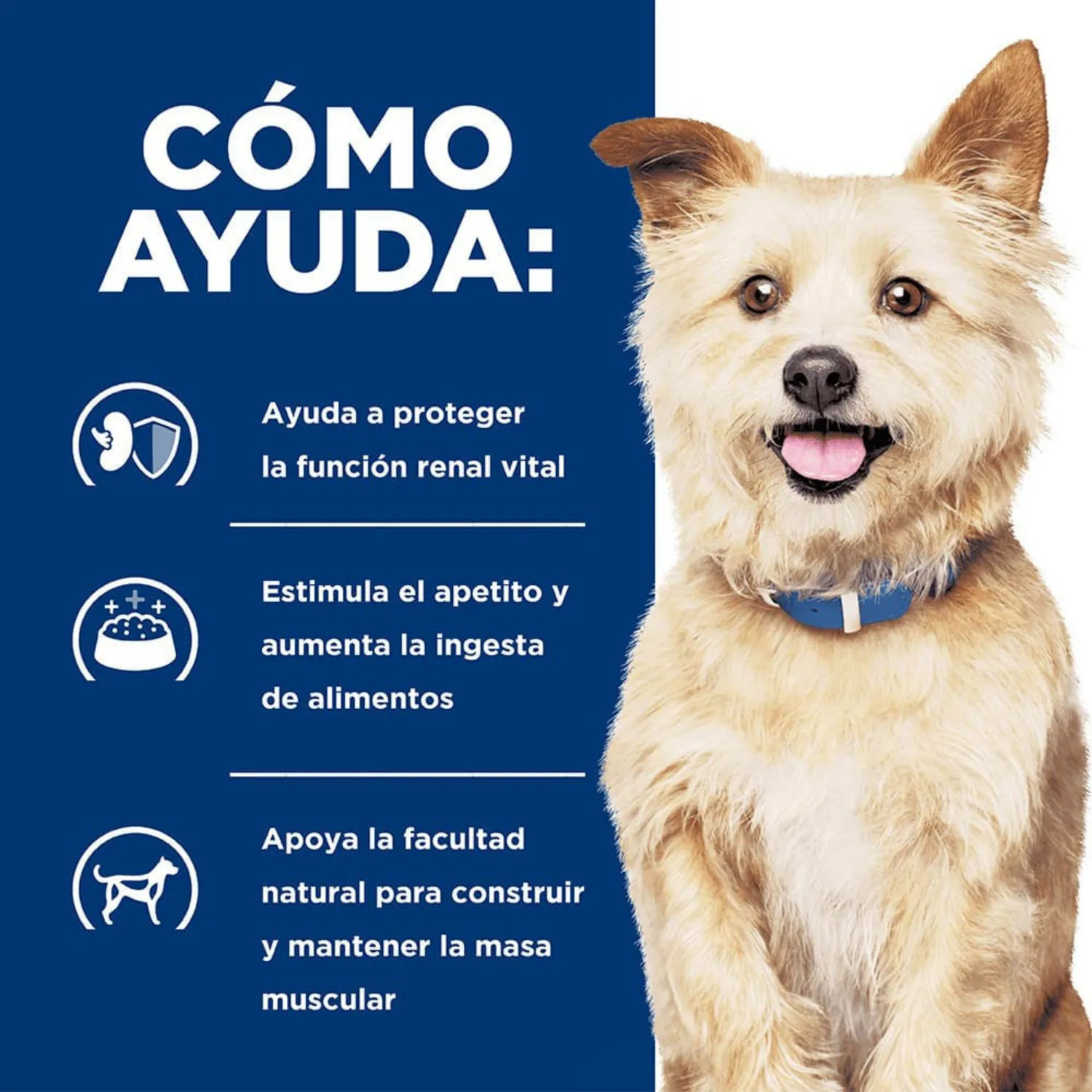 Comida Seca Para Perro Hills Prescription Diet Kidney Care Renal 3.8kg 3