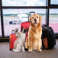 Asesoría y Servicios profesionales para Viajar con Mascotas — Soluciones Seguras, Rápidas y sin Estrés