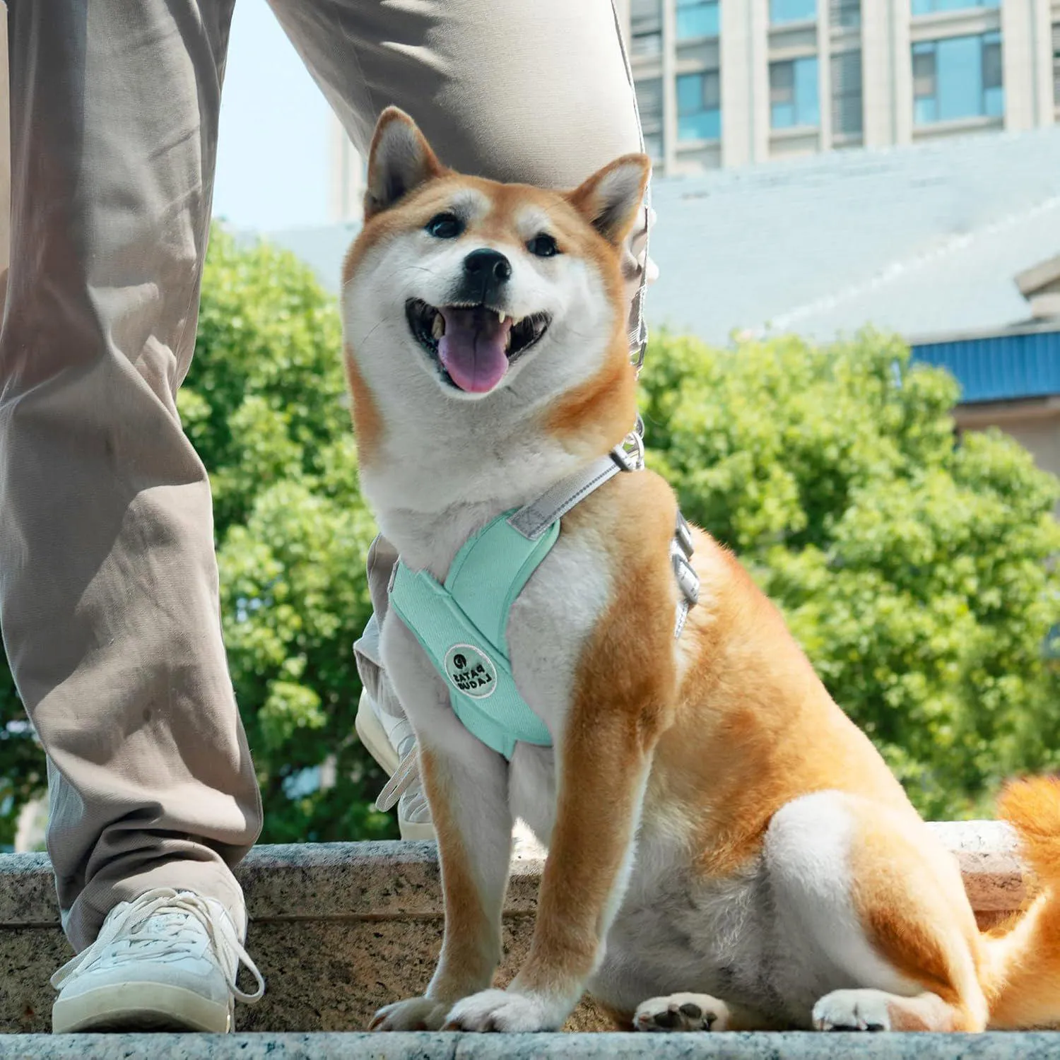 Arnés para Perro Patas Lague Ajustable con Correa Reflectante y Sin Estrangulamiento