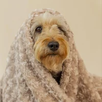 Cobija Para Mascota Torbellino 100x75 Cm Beige