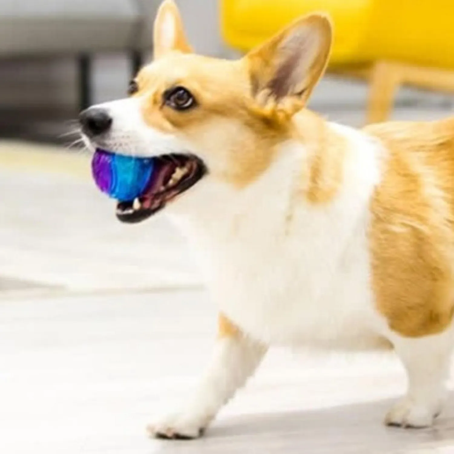 Pelota Para Perros Gigwiball Squeaker Talla S