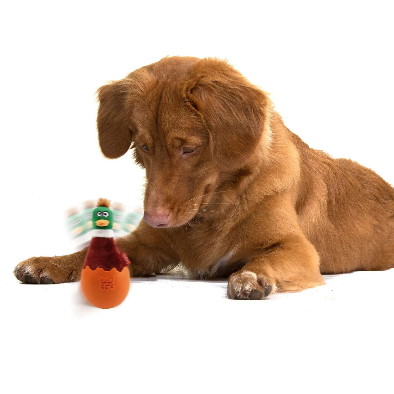 Juguete Para Perro Egg Cafe