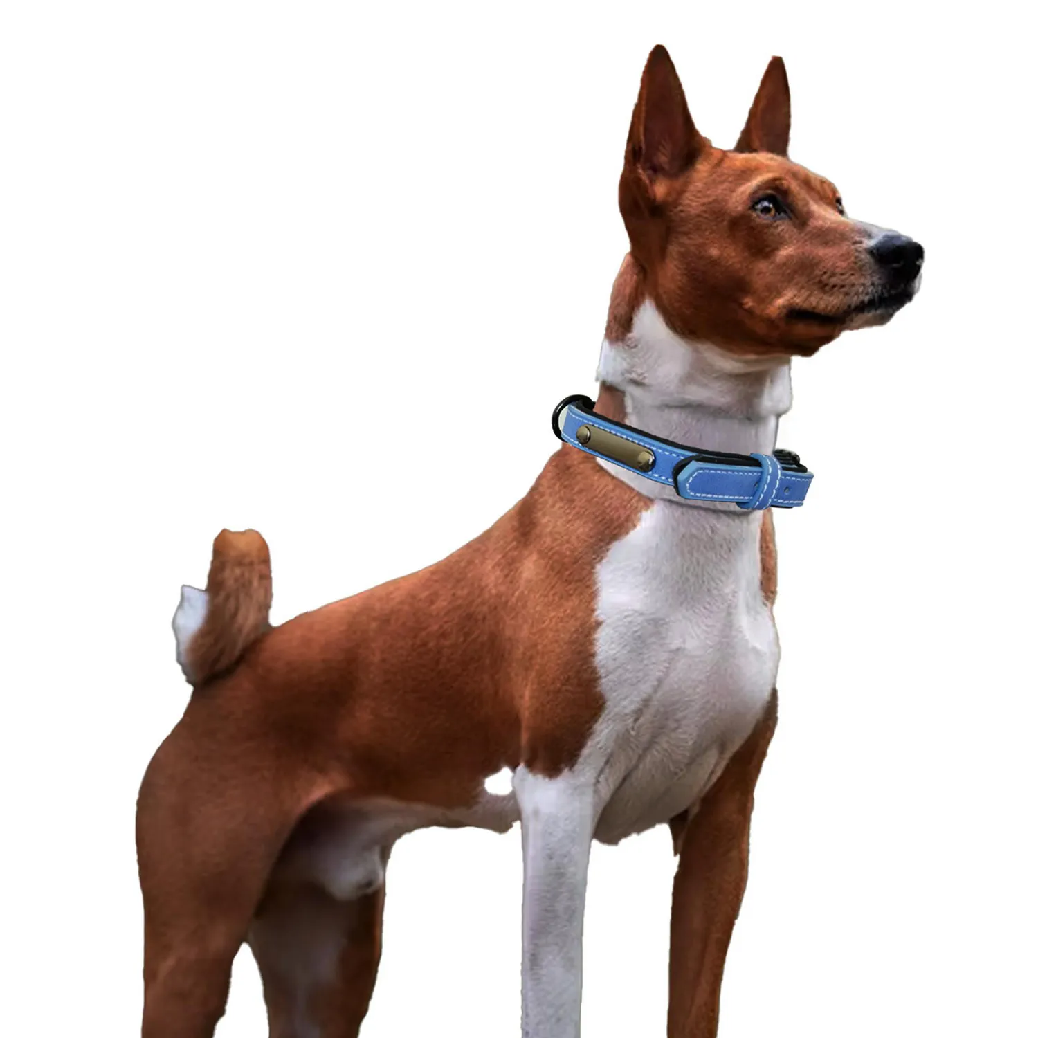 Collar Para Perro Cuero Talla L Petizoos