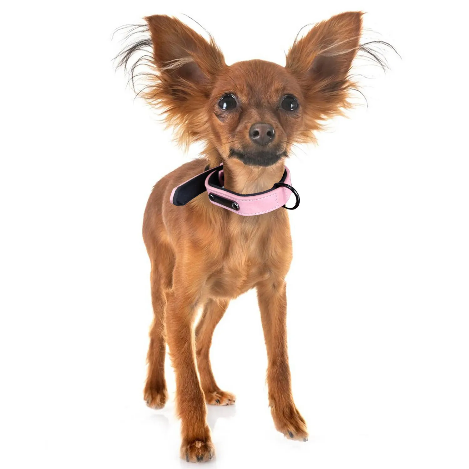 Collar Para Perro Cuero Talla S Petizoos