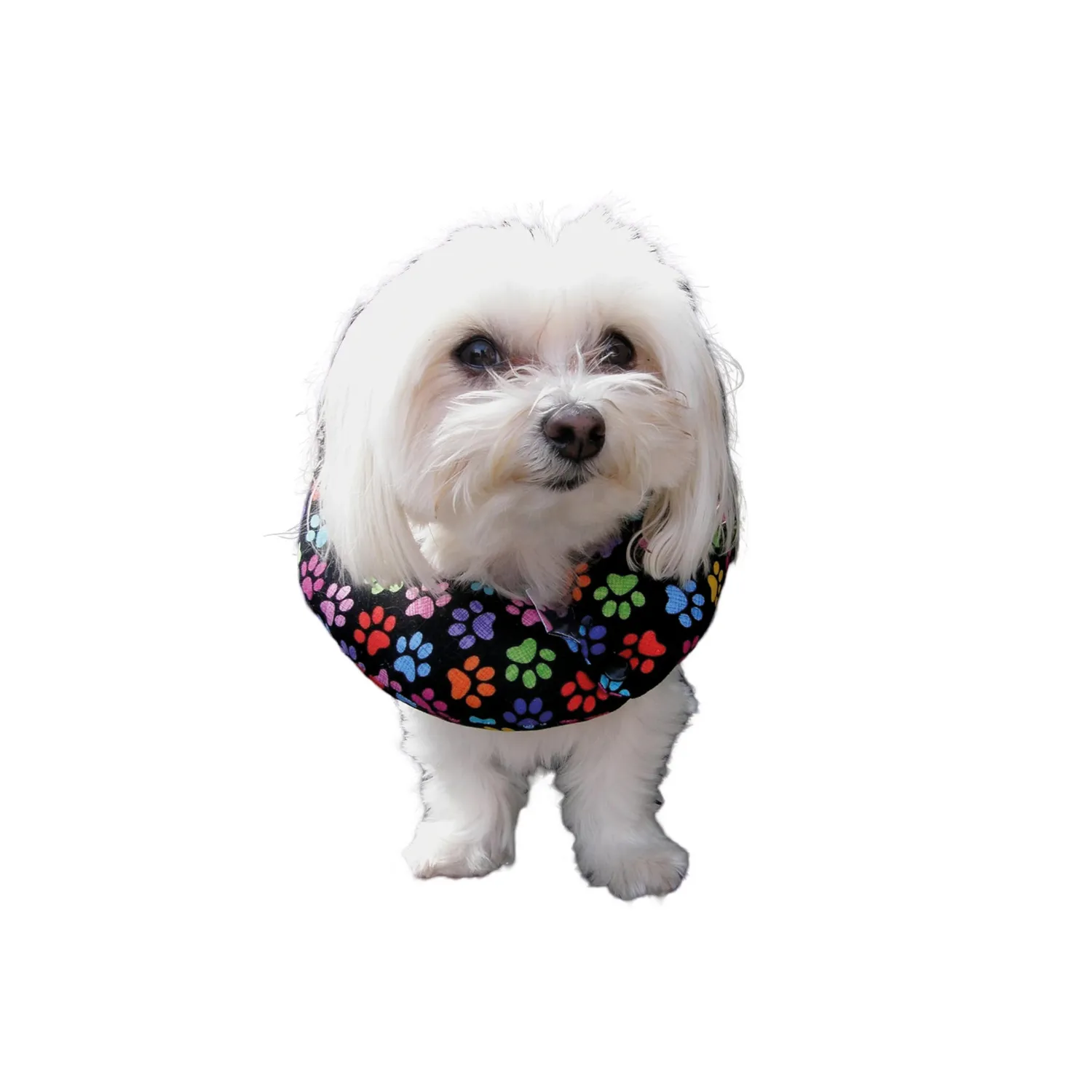 Cuello Isabelino Acolchado Talla M Petizoos 3