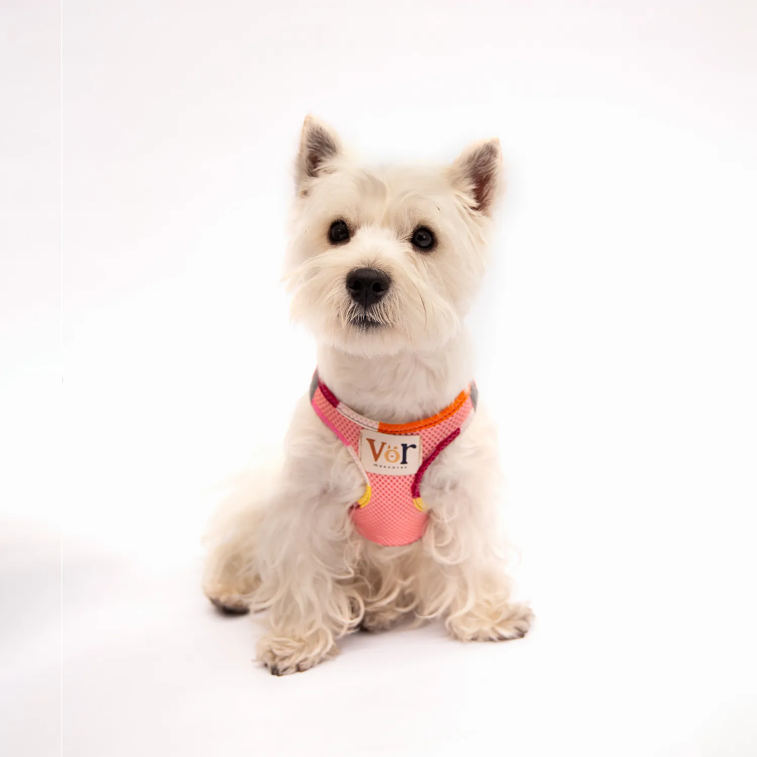 Arnés Para Perro Agar Talla Xs Petizoos 3