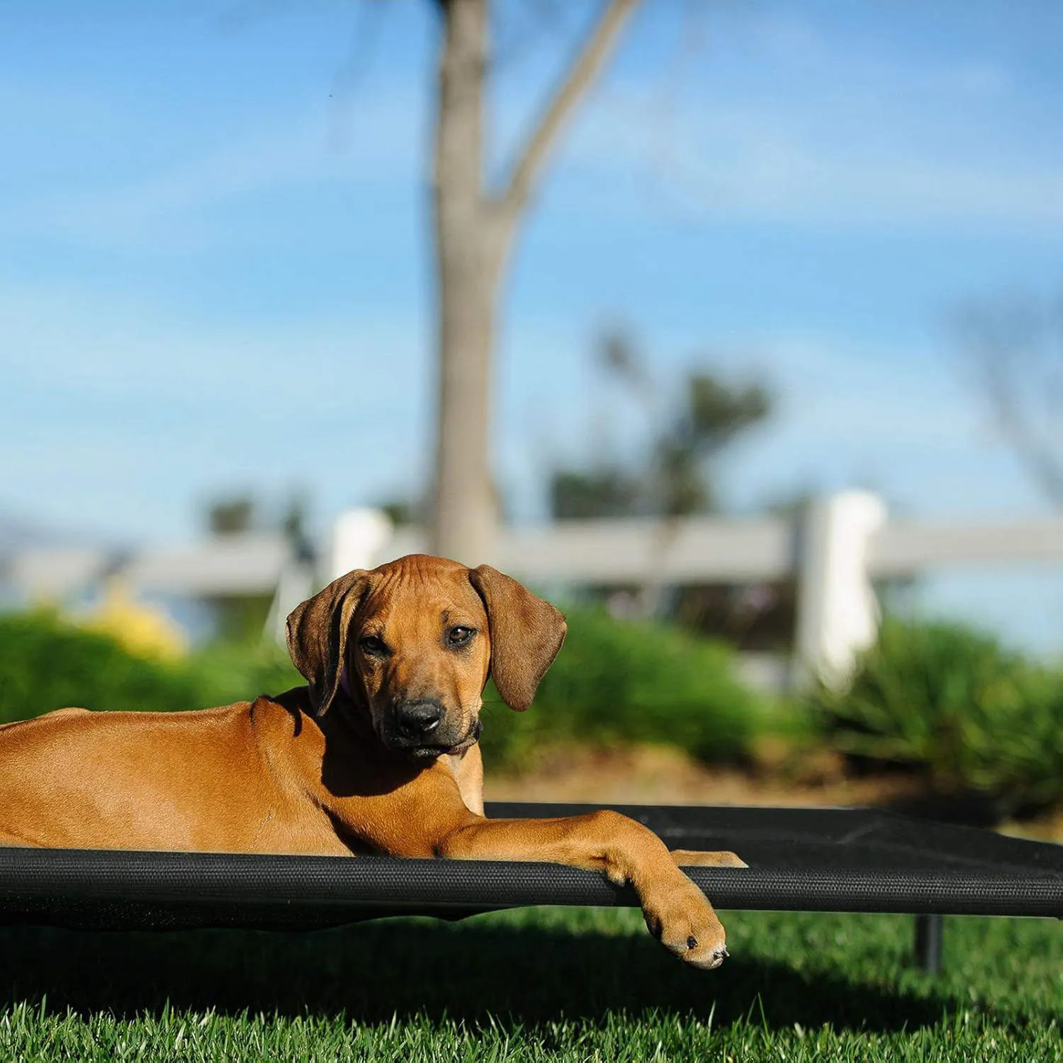 Cama Elevada Veehoo para Perros Resistente y Lavable para Máximo Confort 8