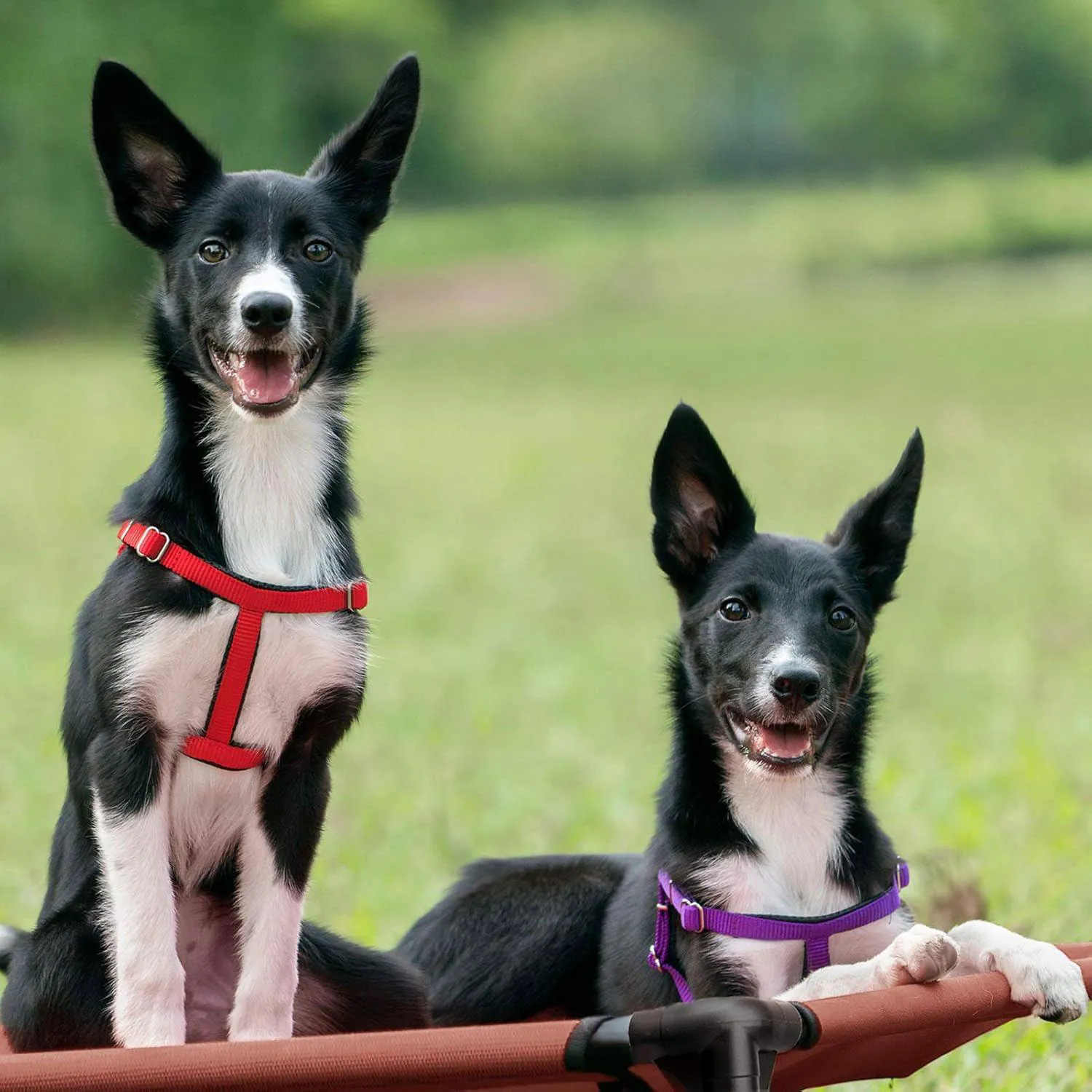 Cama Elevada Veehoo para Perros Resistente y Lavable para Máximo Confort 9