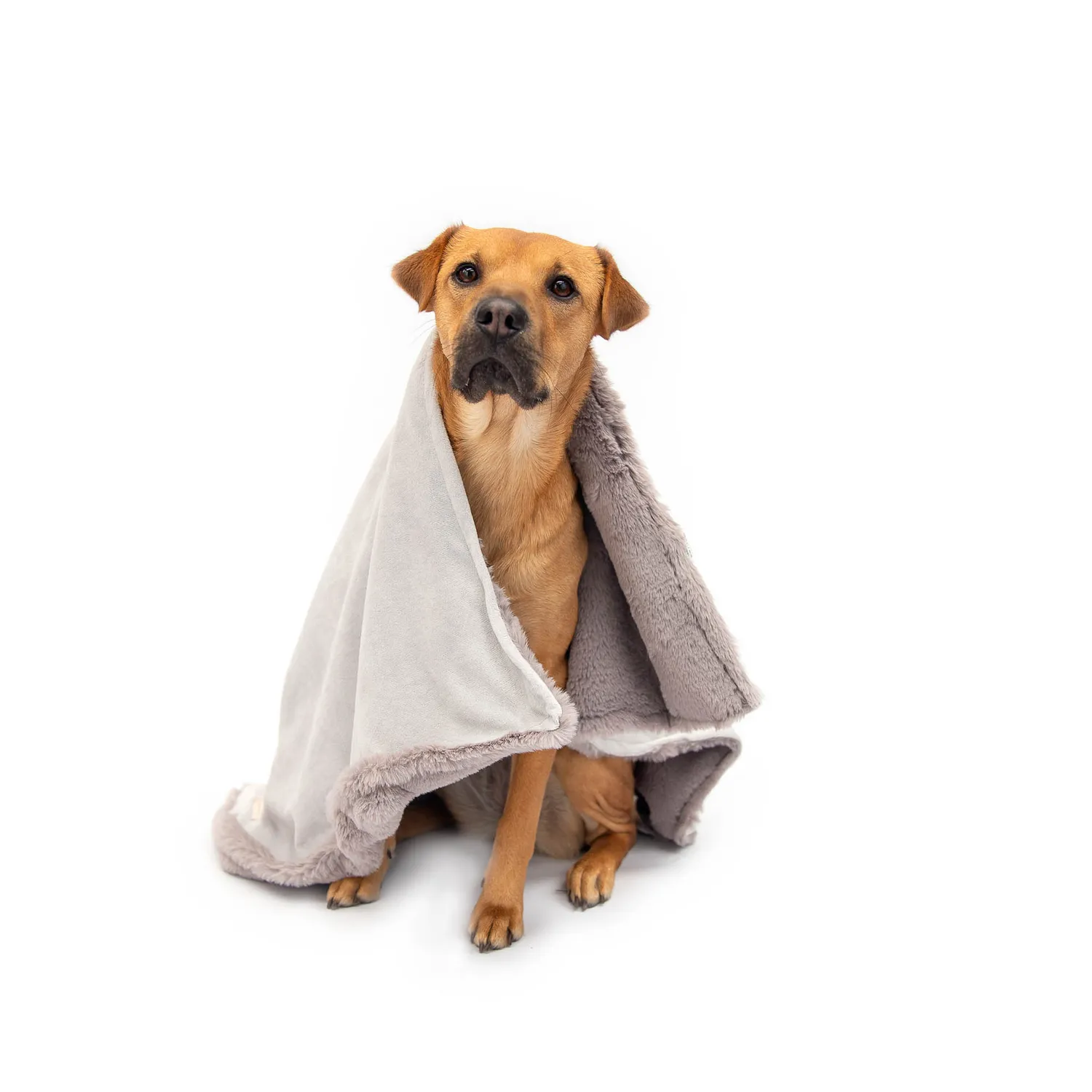 Cobija Para Mascotas Súper Premium Ts Petizoos 3