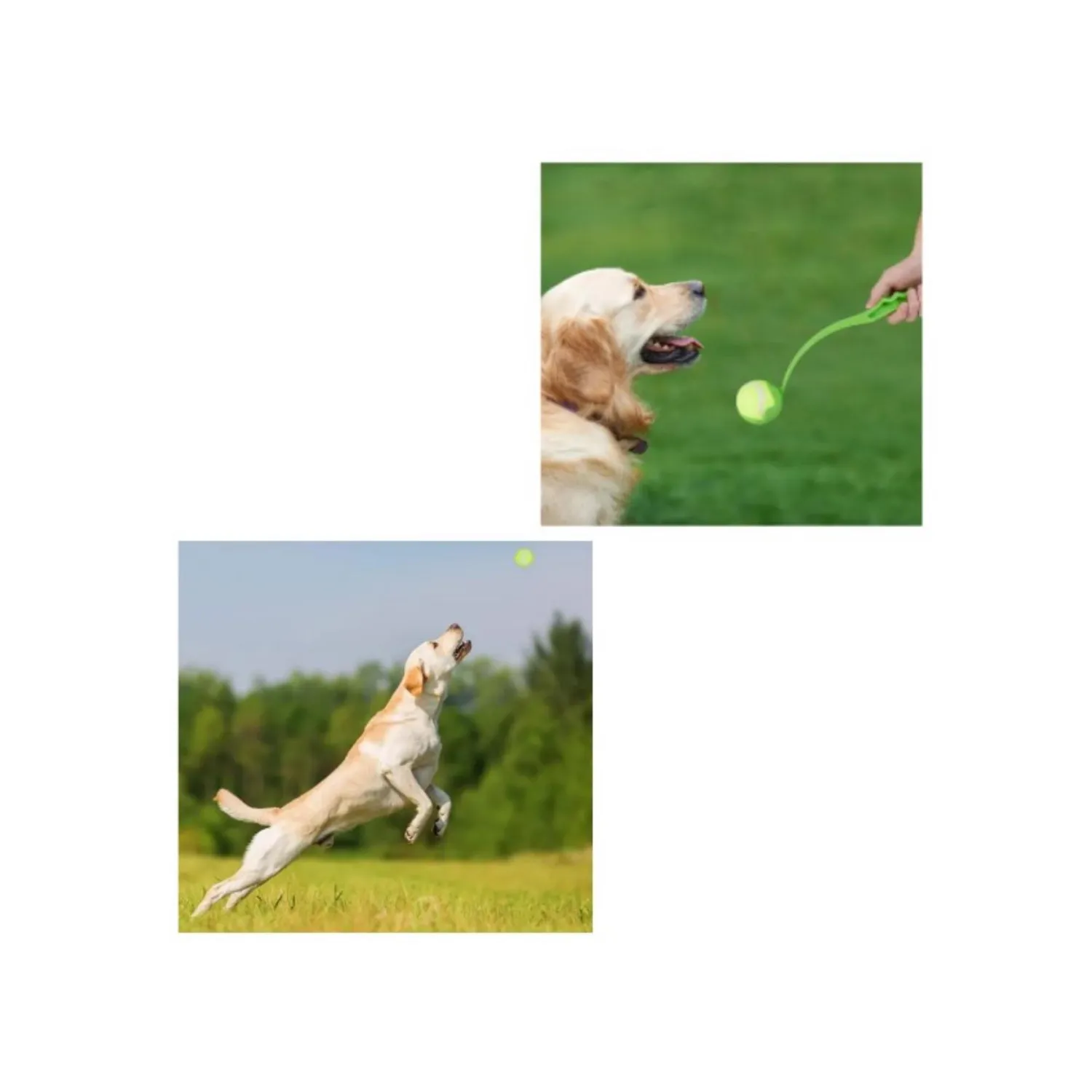 Juguete lanza pelota nunbell para perro color verde 4