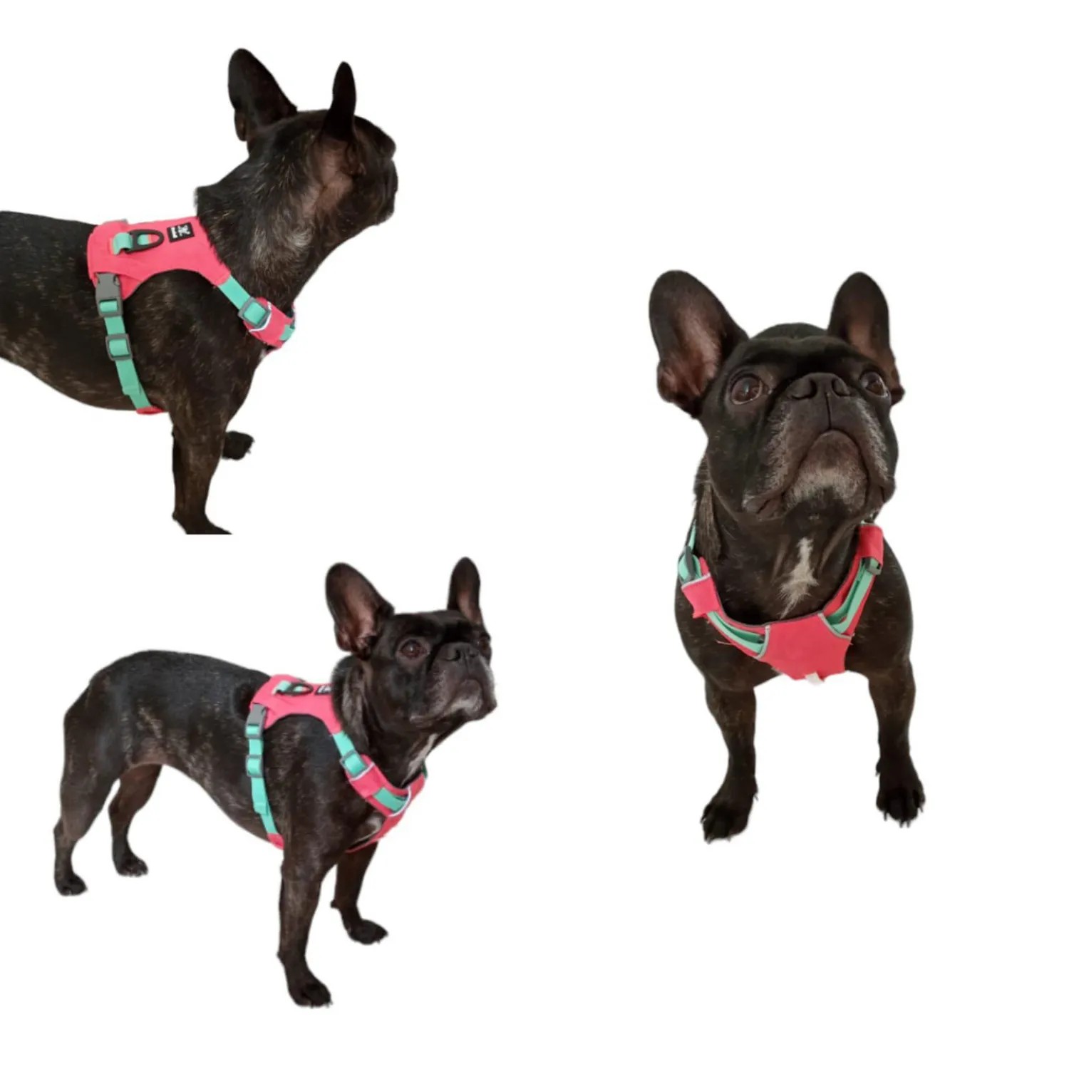 Arnés pechera con reflectivo para perro verde talla m nunbell 3