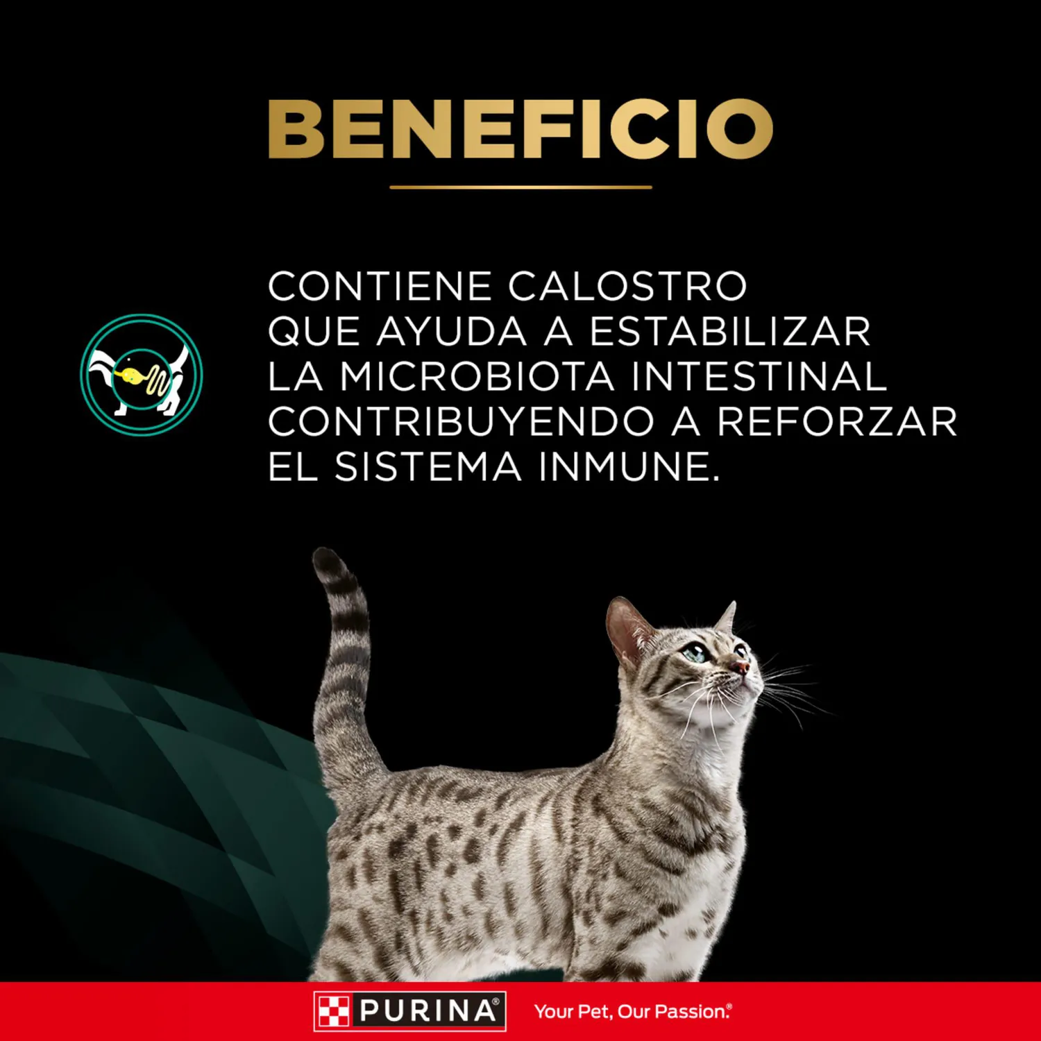 Comida Seca Para Gato Veterinaty Diet Urinary Feline 1.5kg 5