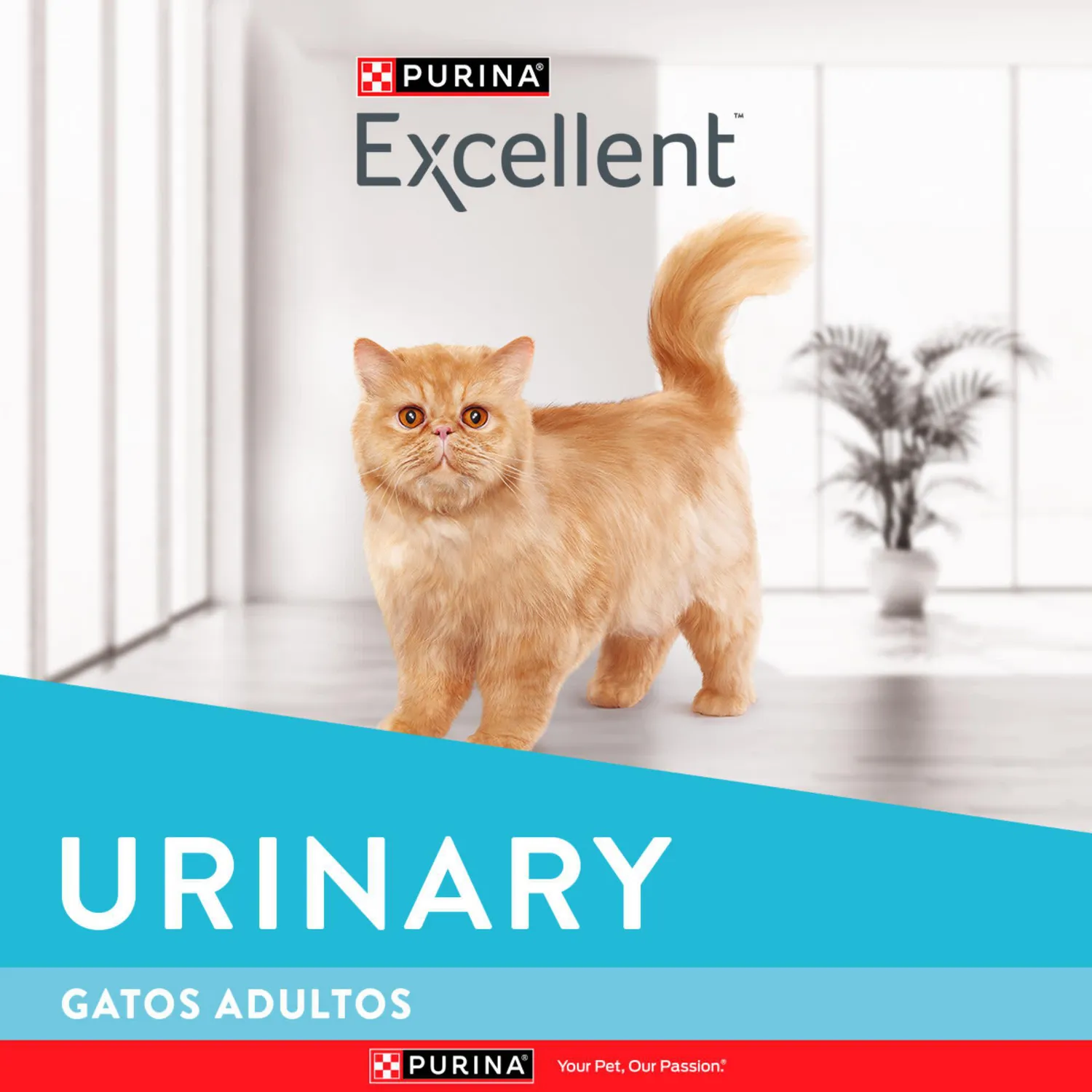 Comida Seca Para Gato Excellent Urinary 3kg 5
