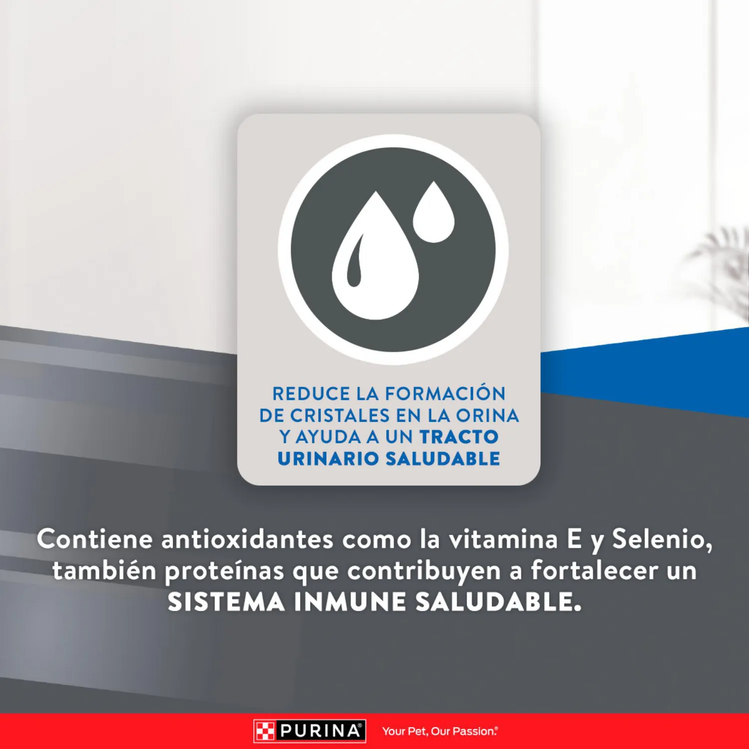 Comida Seca Para Gato Excellent Urinary 3kg 8
