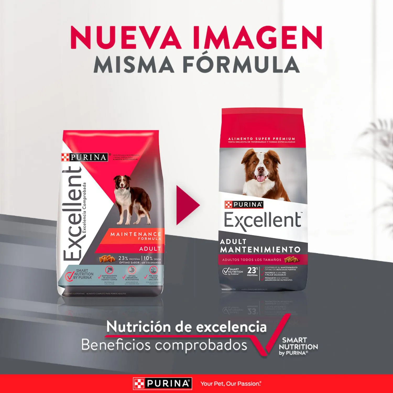 Comida Seca Para Perro Adulto Excellent Mantenimiento Sabor A Pollo/Carne 3kg 6