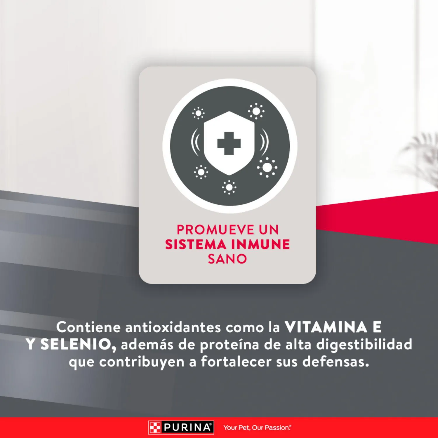 Comida Seca Para Perro Adulto Excellent Raza Pequeña Sabor A Pollo/Carne 3kg 6