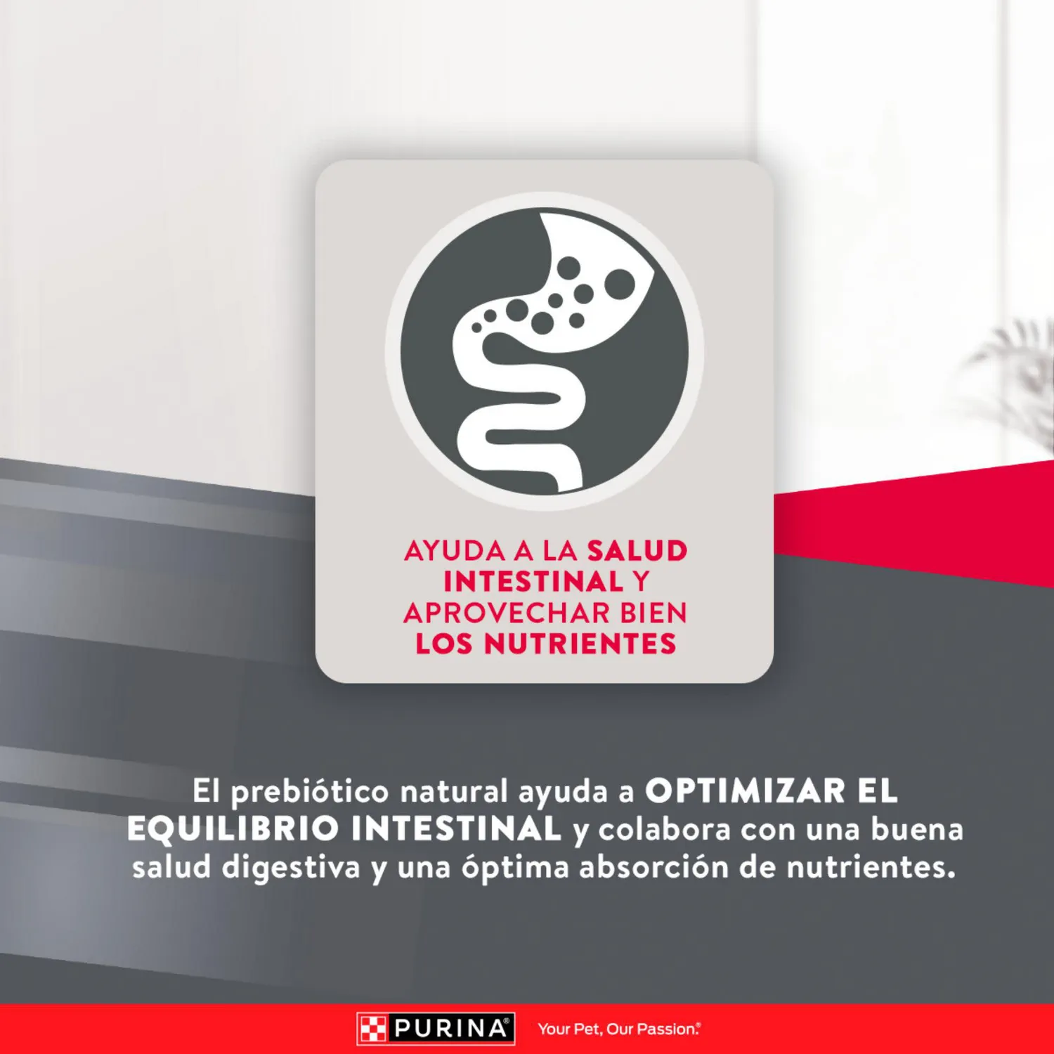Comida Seca Para Perro Adulto Excellent Raza Pequeña Sabor A Pollo/Carne 3kg 7