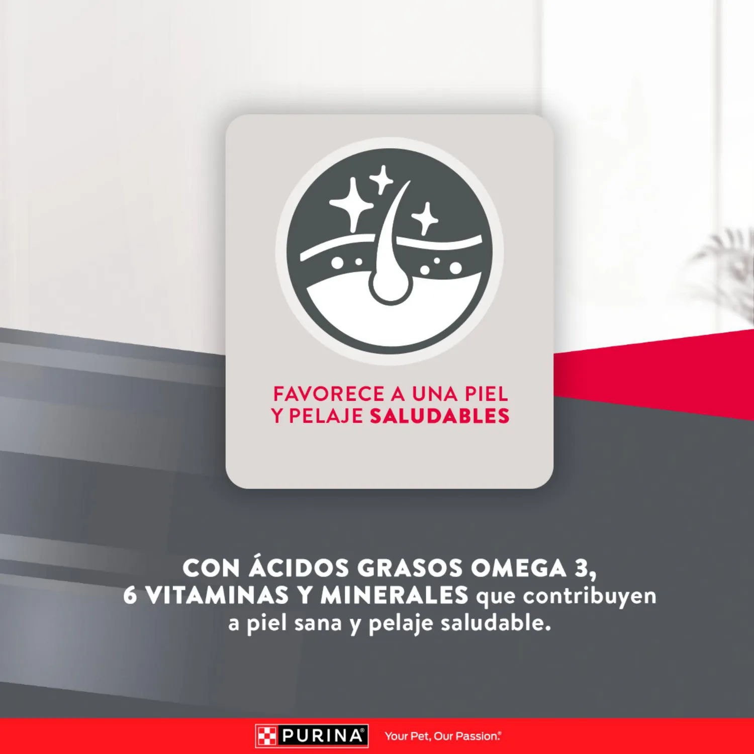 Comida Seca Para Perro Adulto Excellent Raza Pequeña Sabor A Pollo/Carne 3kg 8