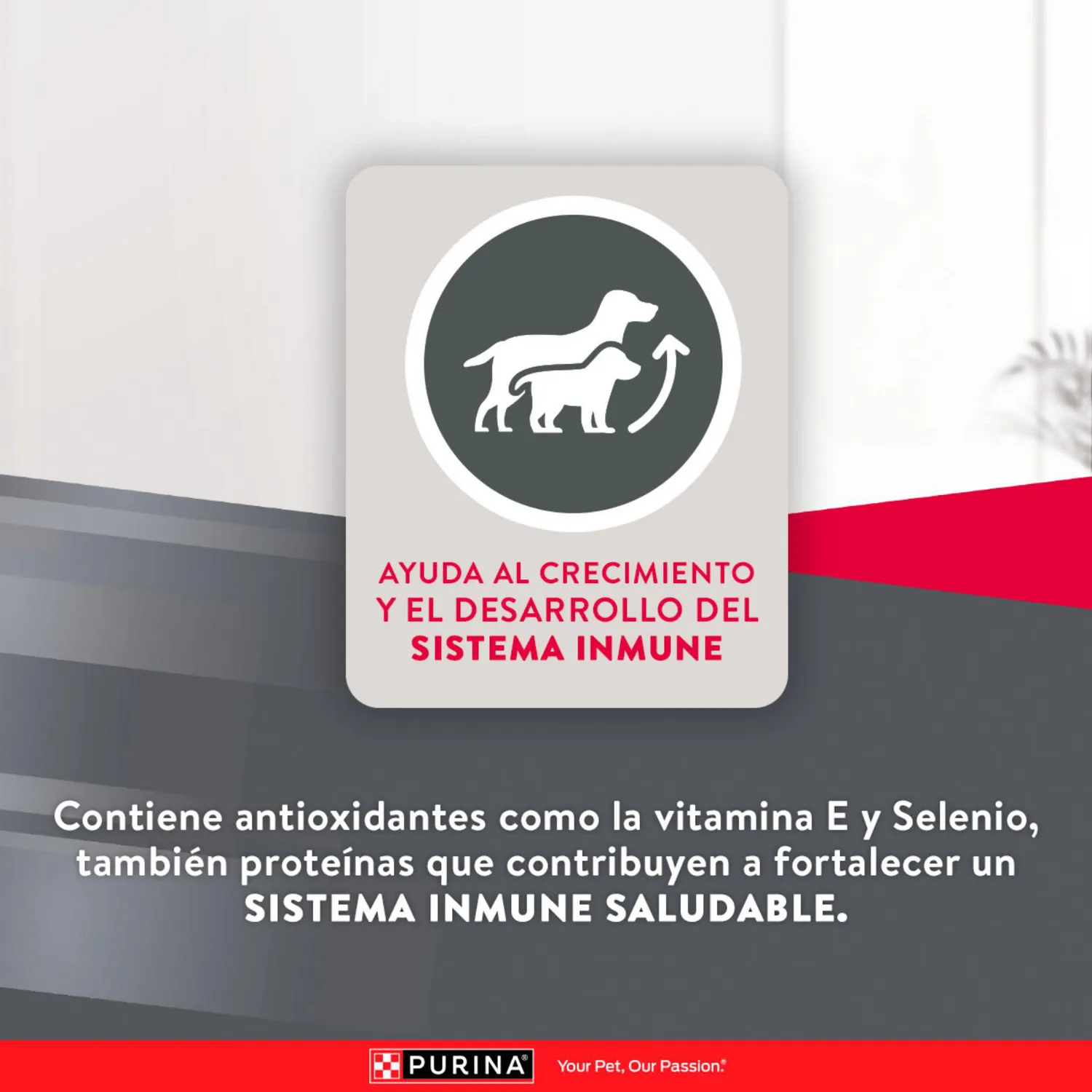 Comida Seca Para Perro Cachorro Excellent Raza Pequeña Sabor A Pollo/Carne 3kg 6