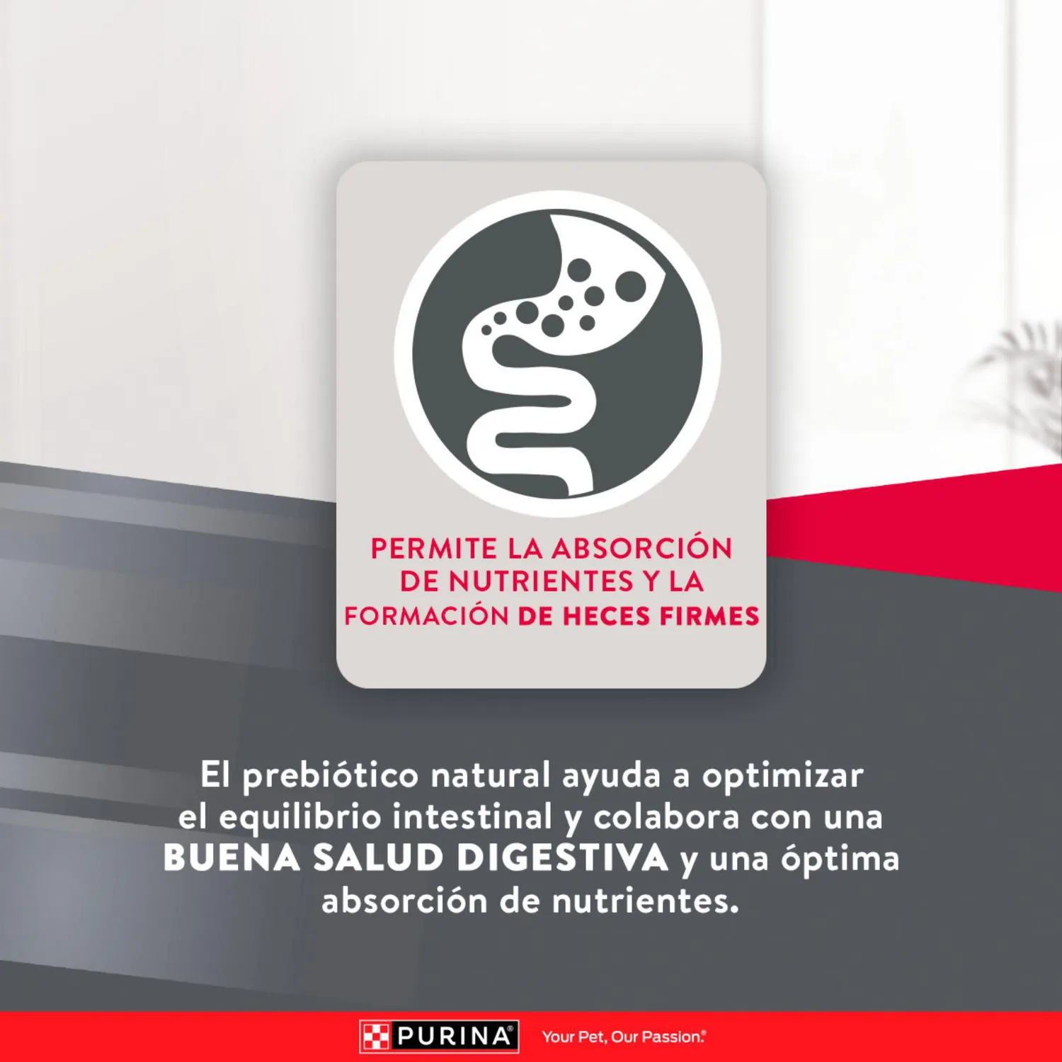 Comida Seca Para Perro Cachorro Excellent Raza Pequeña Sabor A Pollo/Carne 3kg 7