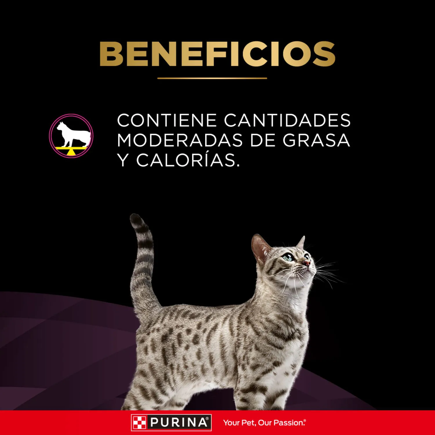 Comida Seca Para Gato Veterinaty Diet Urinary Feline 1.5kg 6