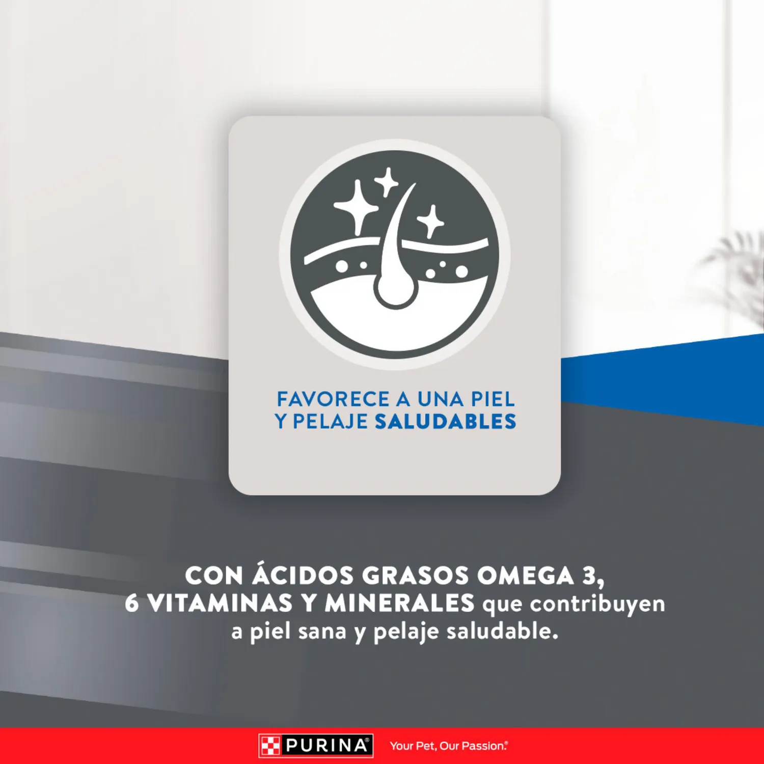 Comida Seca Para Gato Adulto Excellent Sabor A Pollo 1kg 8