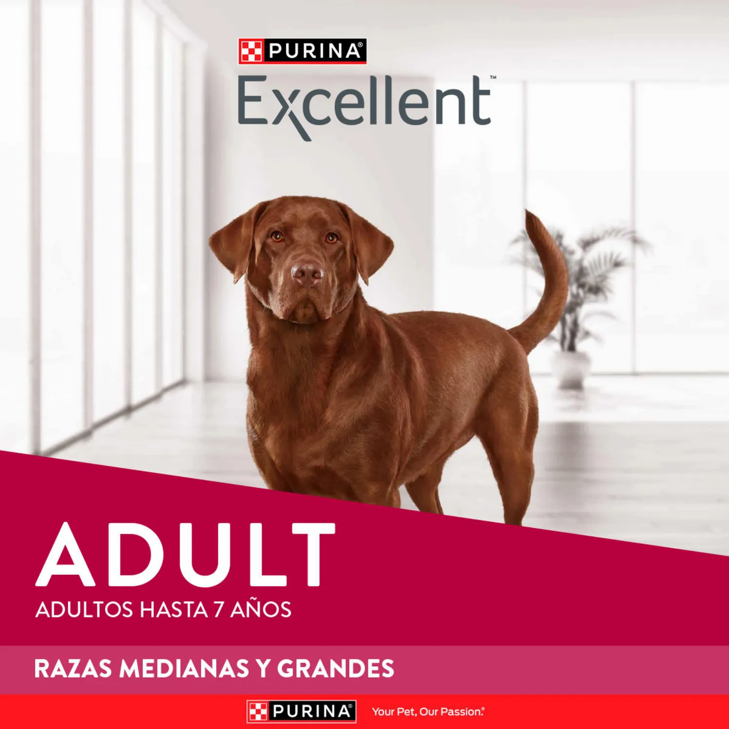 Comida Seca Para Perro Adulto Excellent Raza Mediana Sabor A Pollo/Carne 3kg 5