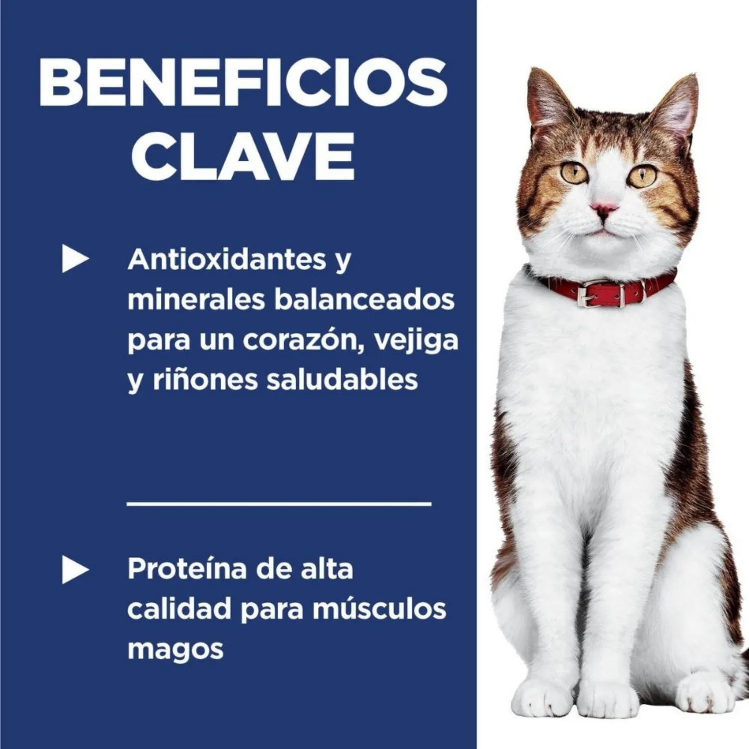 Comida Seca Para Gato Adulto +7 Hills Sabor A Pollo 1.81kg 3