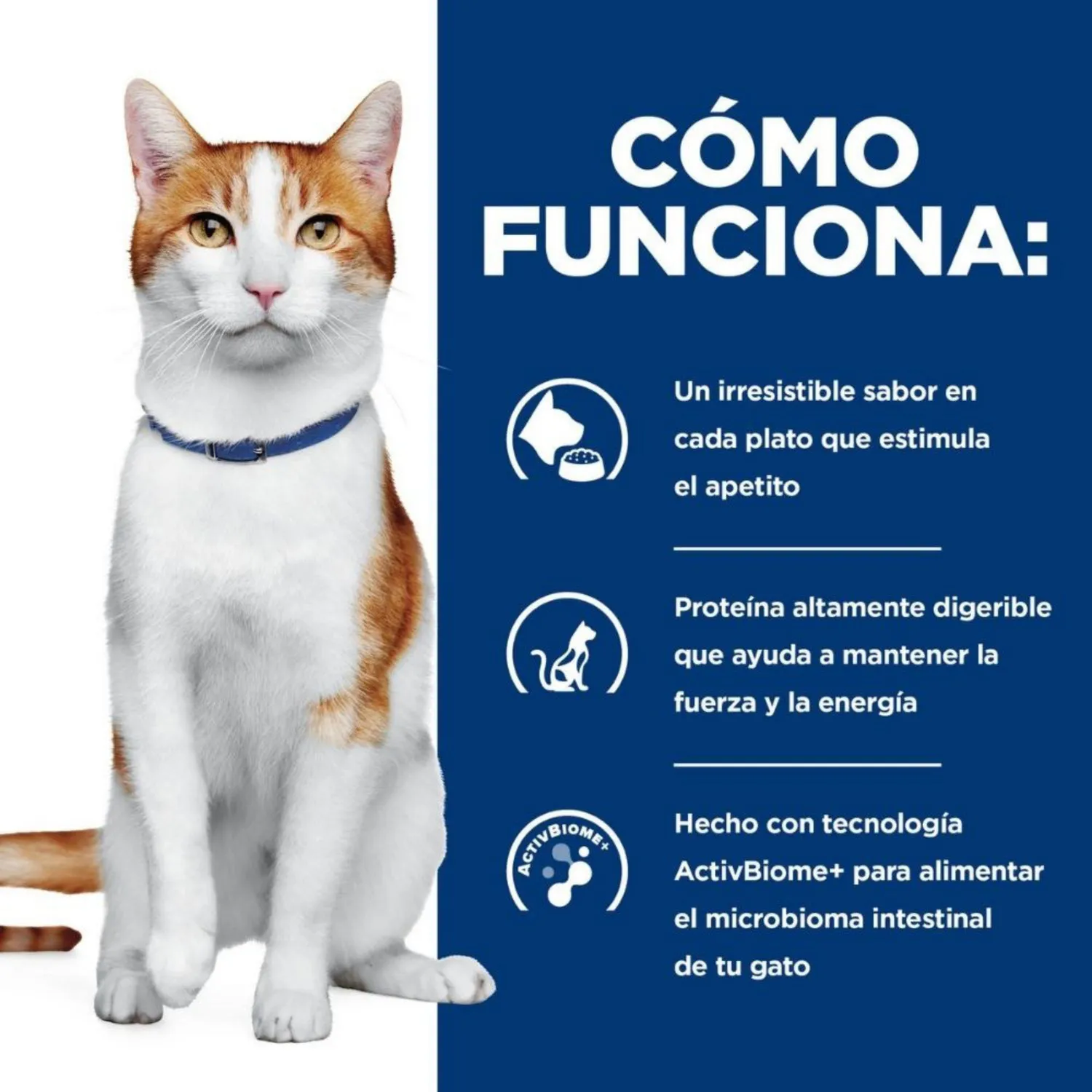 Comida Seca Para Gato Hills Onc Care 7 Libras 3