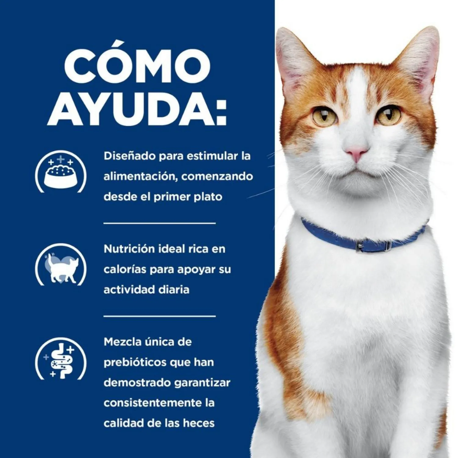 Comida Seca Para Gato Hills Onc Care 7 Libras 5