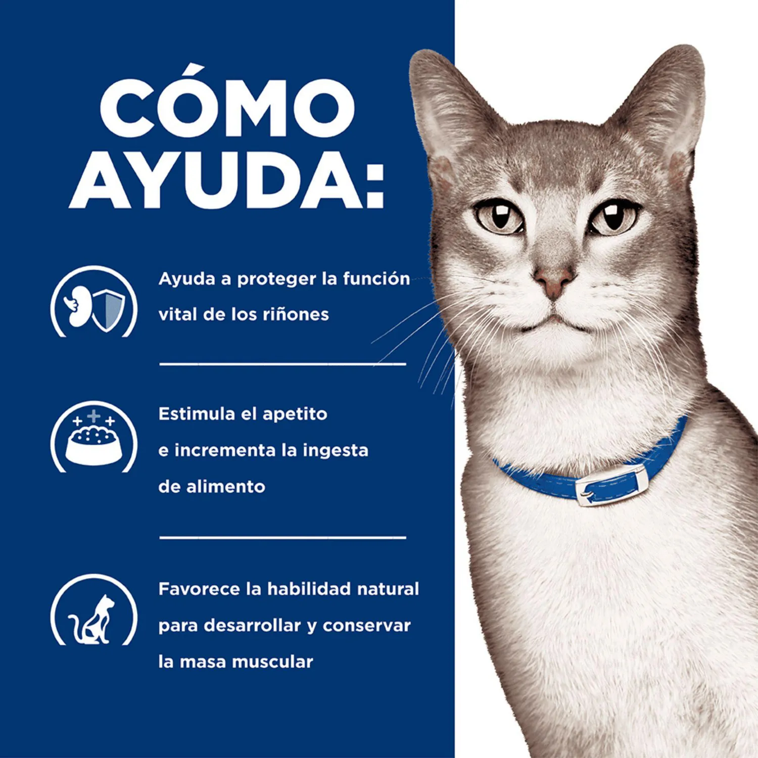 Comida Seca Para Gato Hills Prescription Diet 3