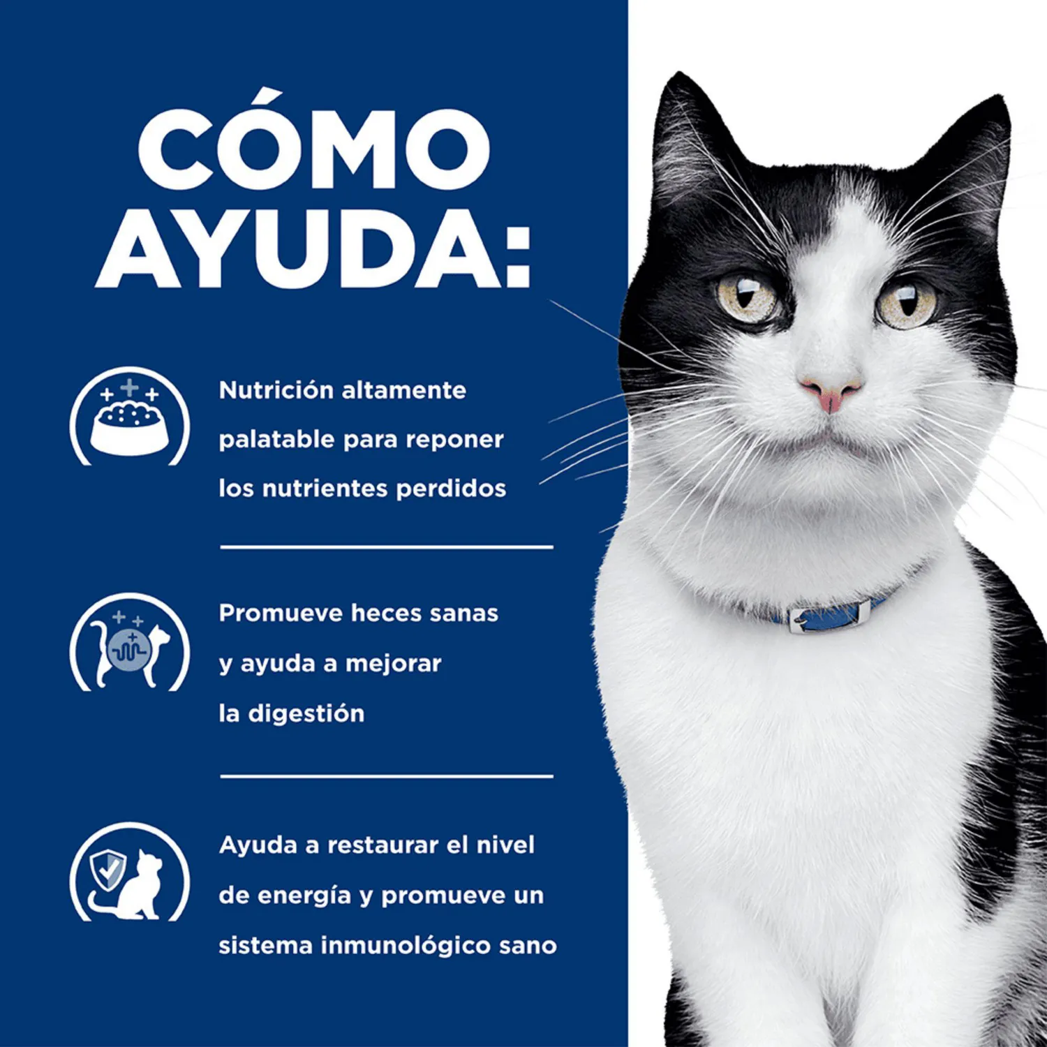 Comida Seca Para Gato Hills Prescription Diet 3