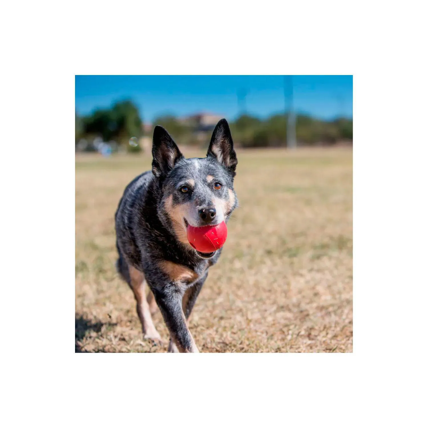 Kong Perro Caucho Classic Pelota Small