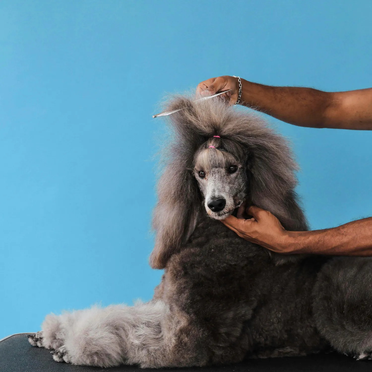 Peine Peluqueria Canina Acero N 7 1/2