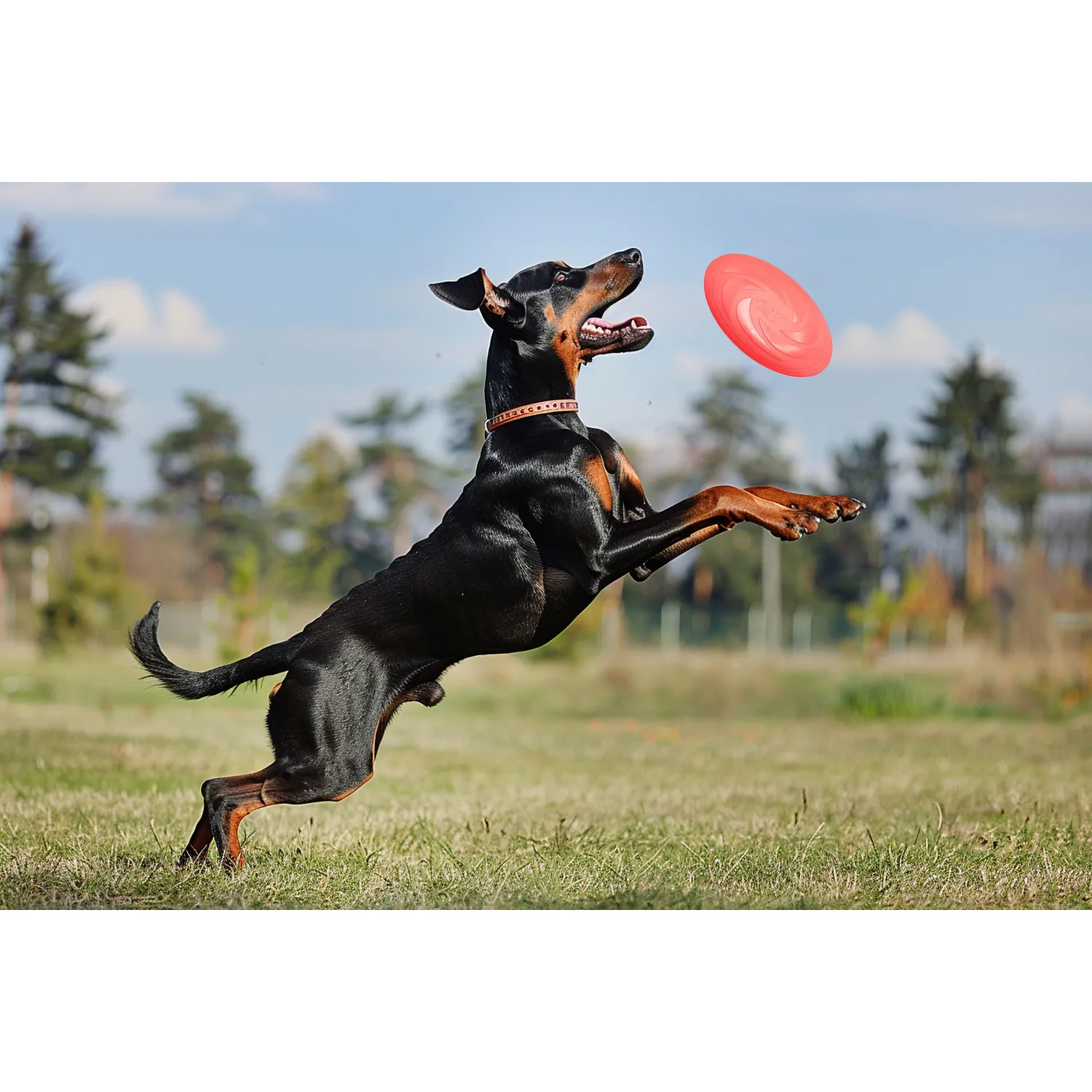 Frisbee Para Perro Rojo Petizoos 6
