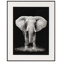 Cuadro Elefante 40x50