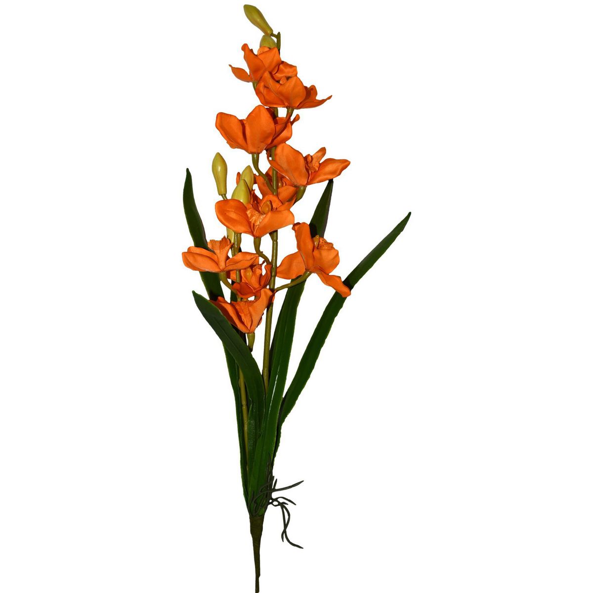 Rosedal - Orquídea c/raíz y hojas naranja