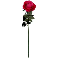 Rosa cabbage aterciopelada fucsia