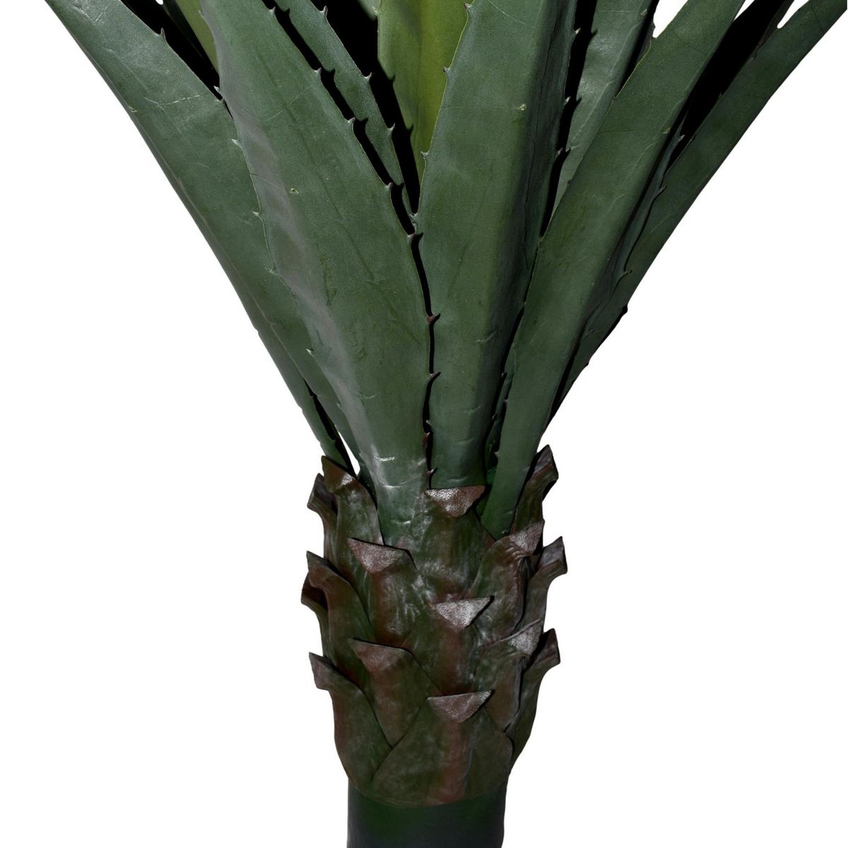 Rosedal - Planta de Agave