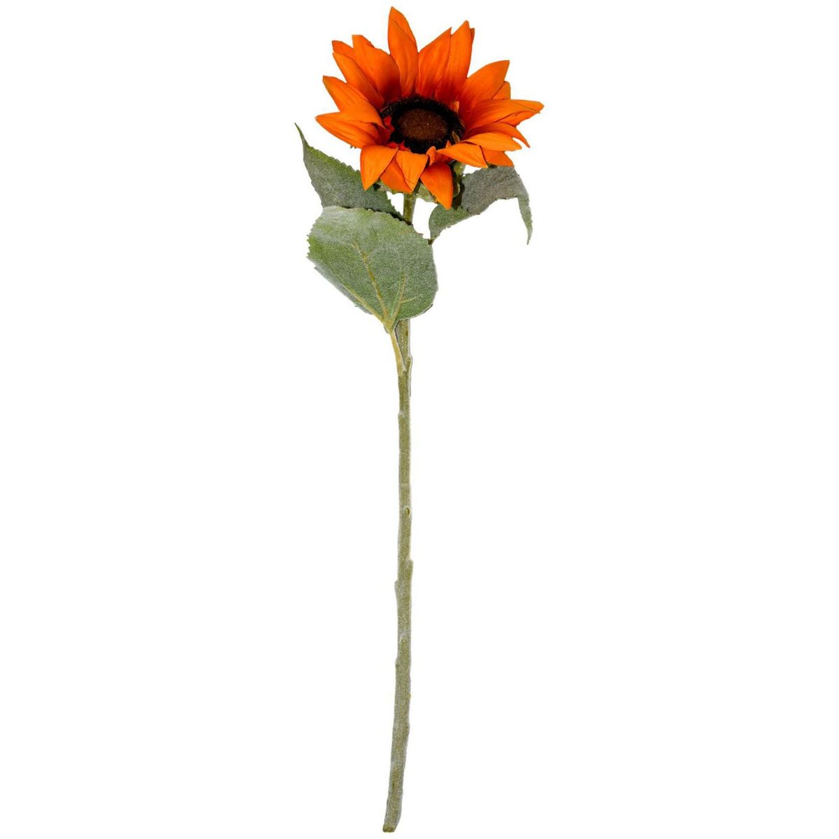 Girasol naranja, marca Rosedal - Foto Principal